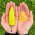 Hungarian Hot Wax Chilli Seeds