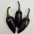 Hungarian Black Plant