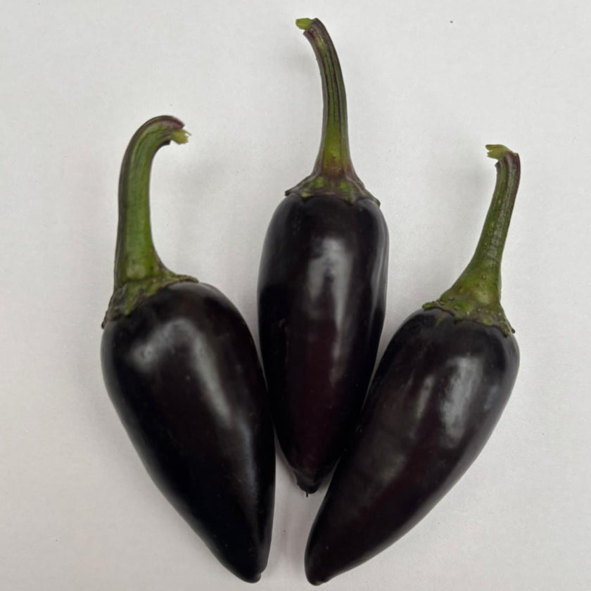 Hungarian Black Chilli Seeds