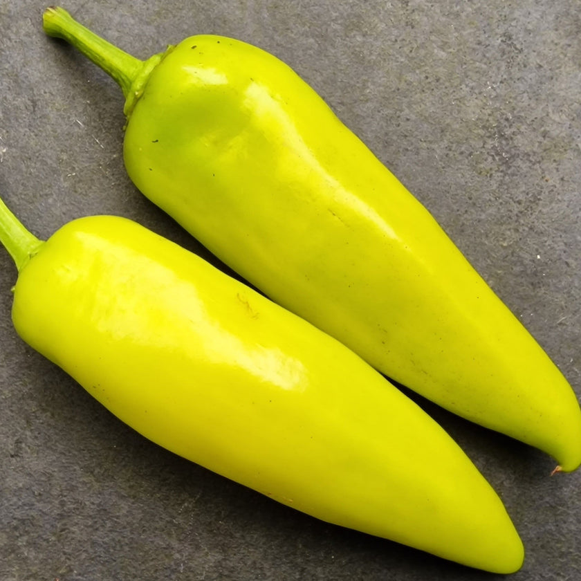 Hungarian Hot Wax Chilli Seeds