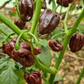 Chocolate Habanero Chilli Seeds
