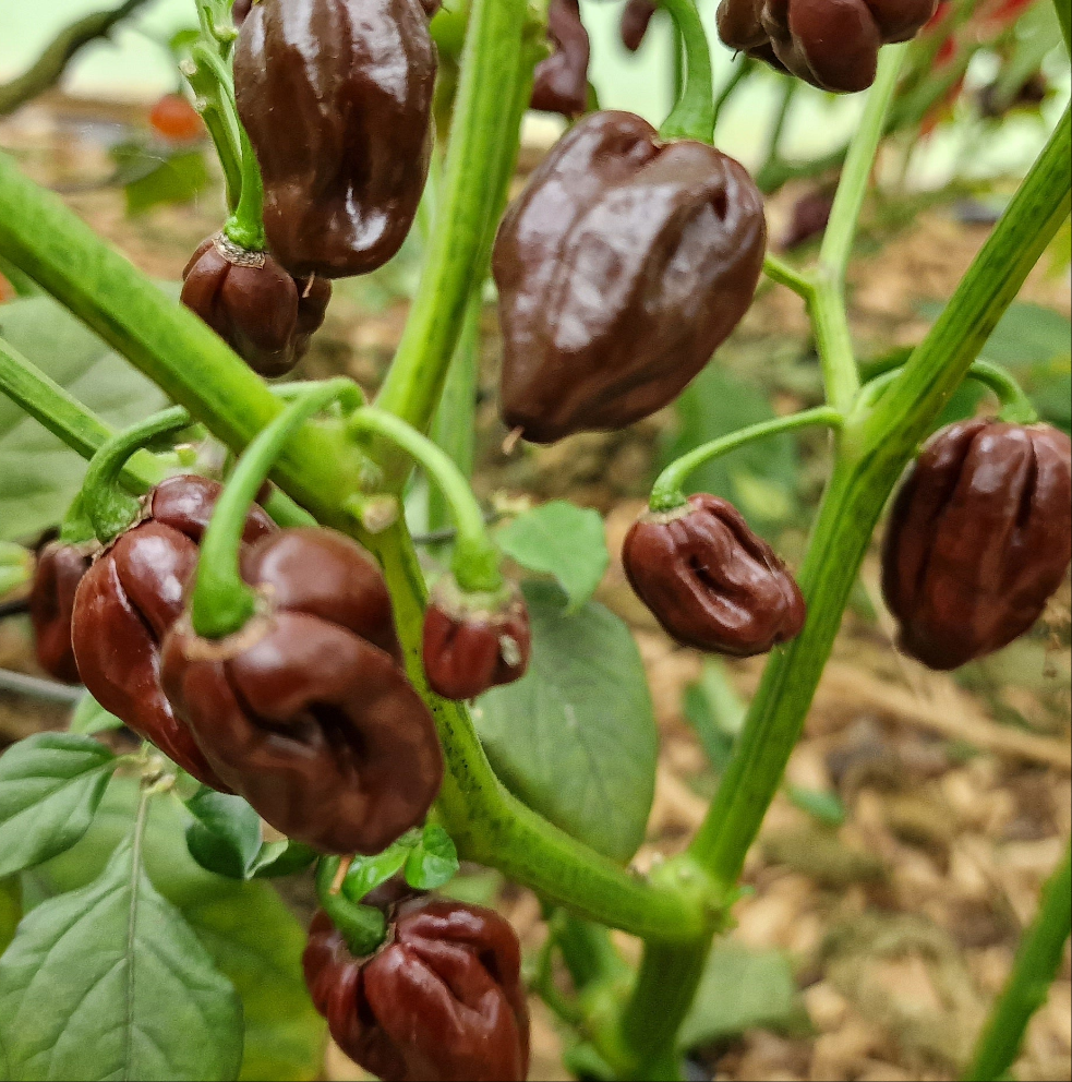 Chocolate Habanero Chilli Seeds
