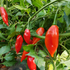 Fresh Paper Lantern Habanero (5 fruits)