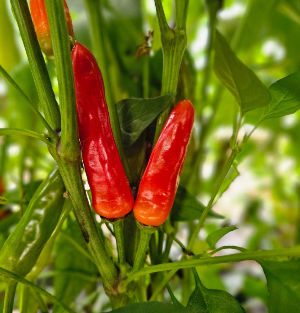 Indian Bullet Chilli Seeds