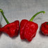 Fresh Scotch Bonnet Chillies (5 fruits)
