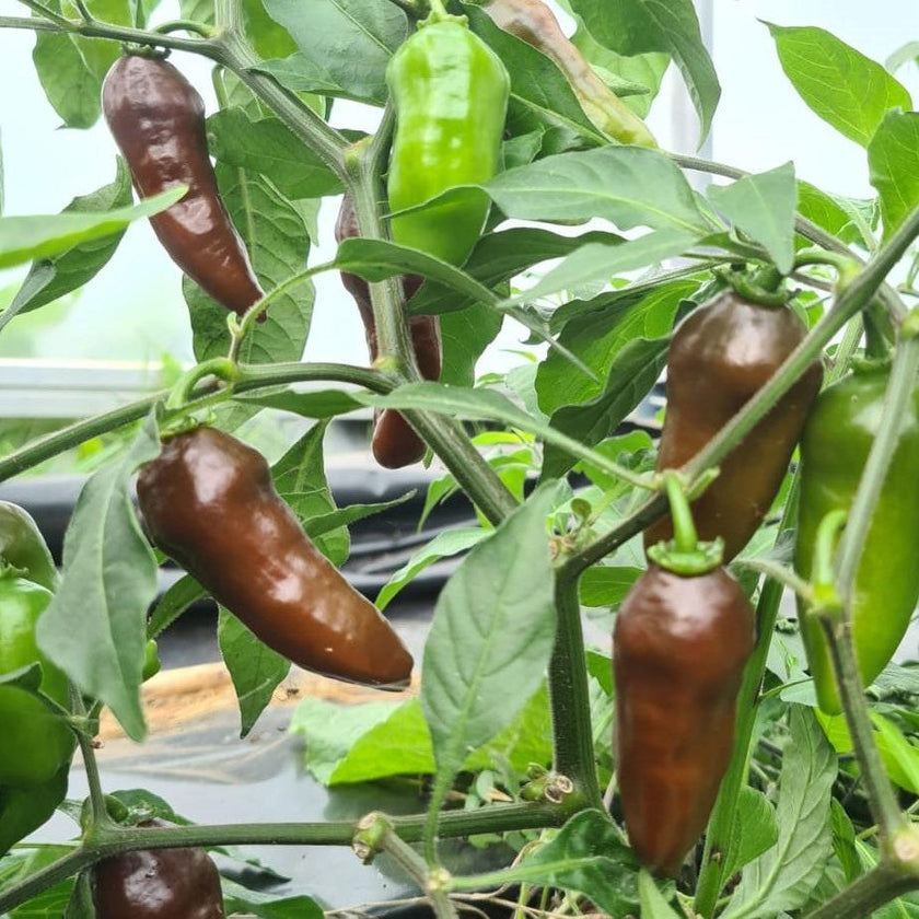 Cls Chilli Coffee Chilli Seeds – South Devon Chilli Farm