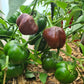 Mini Choc Bell Pepper 1 Litre Pot Plant