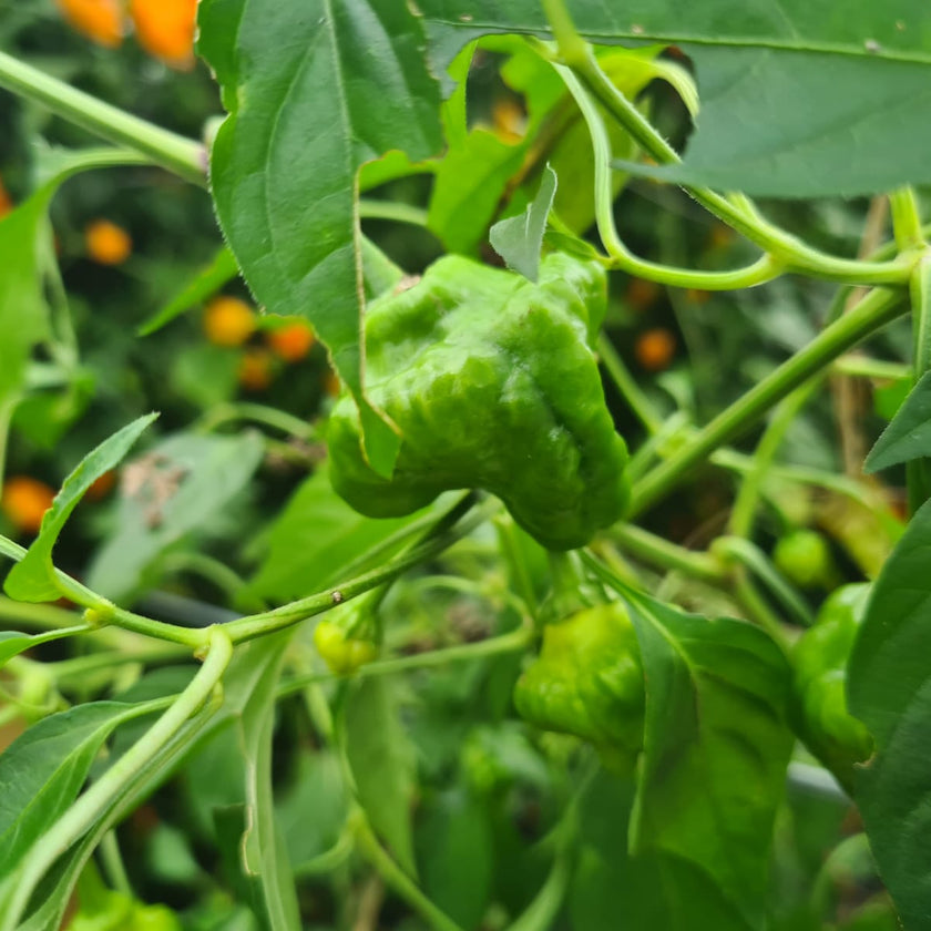 Jamaican Red Mushroom Chilli Seeds