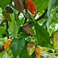 Purple Bhut Jolokia Chilli Seeds