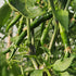 Fresh Ring of Fire Chillies