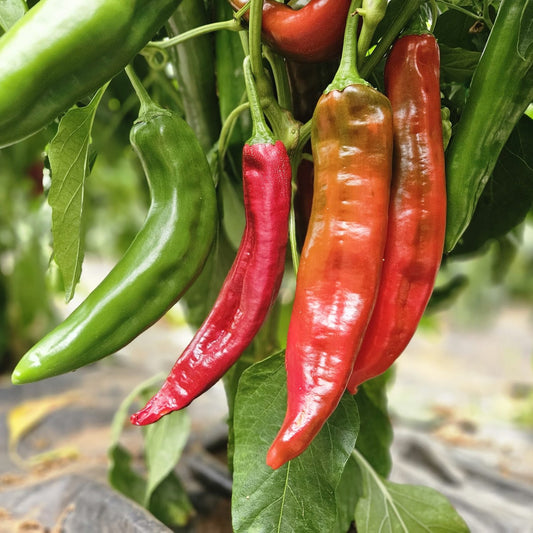 Fresh Numex 6-4 Chillies (Red) (2 fruits)