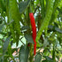 Digital Chilli Growing Workshop