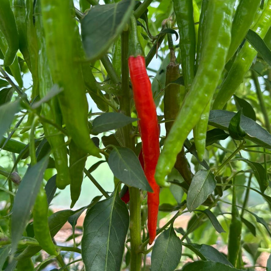 Lang Nepal Chilli Seeds
