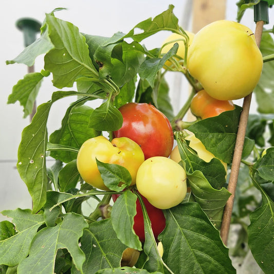 Alma Paprika Chilli Seeds