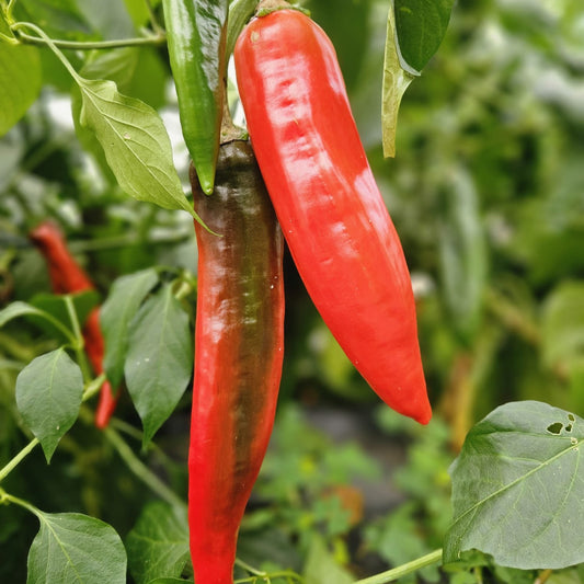 Barker's Hot Chilli Seeds