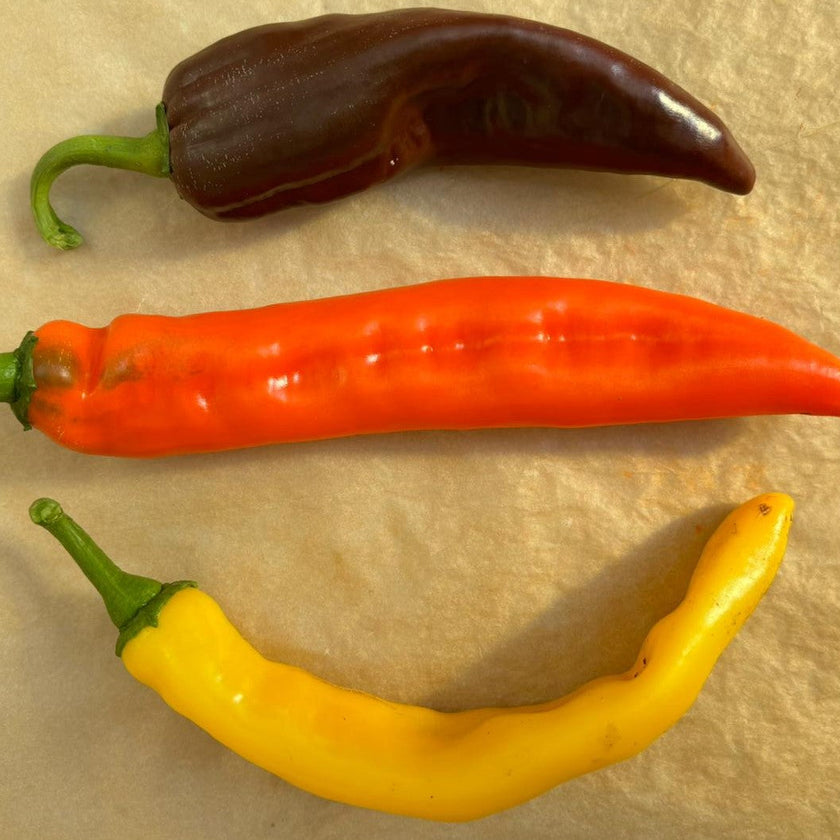 Numex Sunrise Chilli Seeds