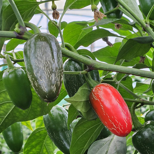 Jalapeno Chilli Seeds