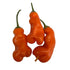 Erotica Chilli Seeds
