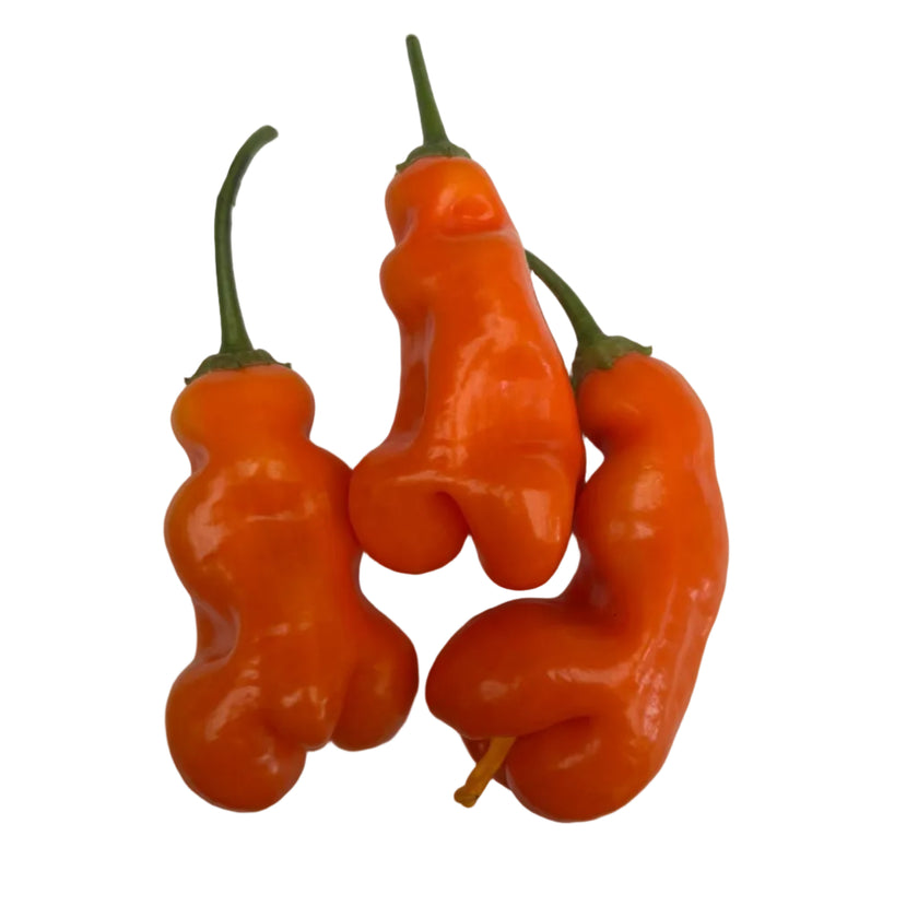 Erotica Chilli Seeds