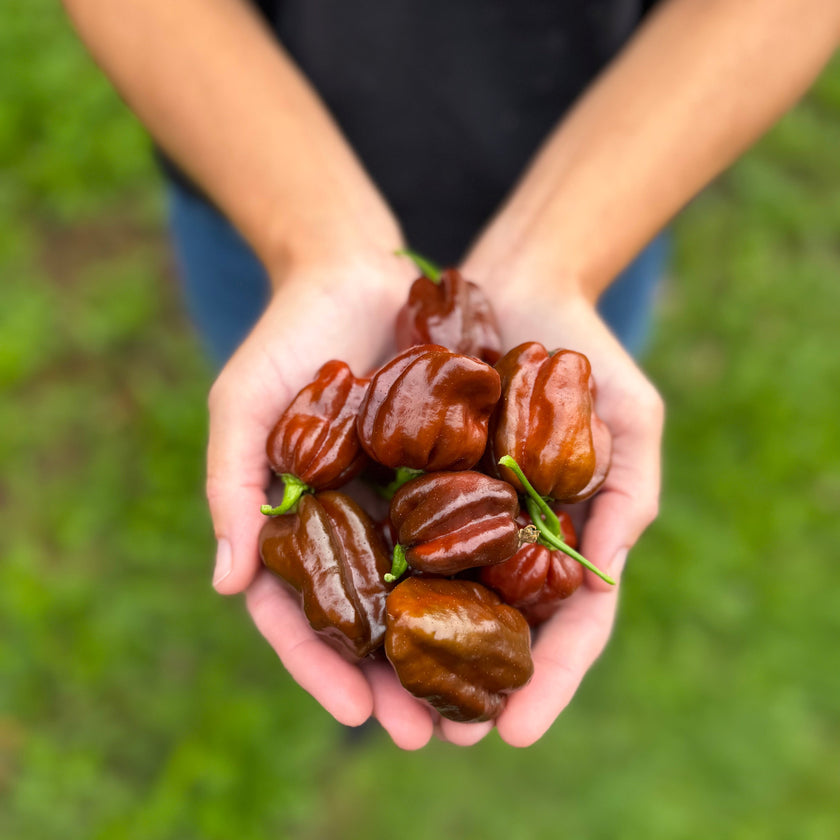 Fresh Chocolate Habanero Chillies