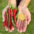 Ring of Fire Chilli Seeds