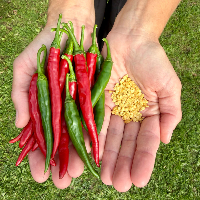 Ring of Fire Chilli Seeds