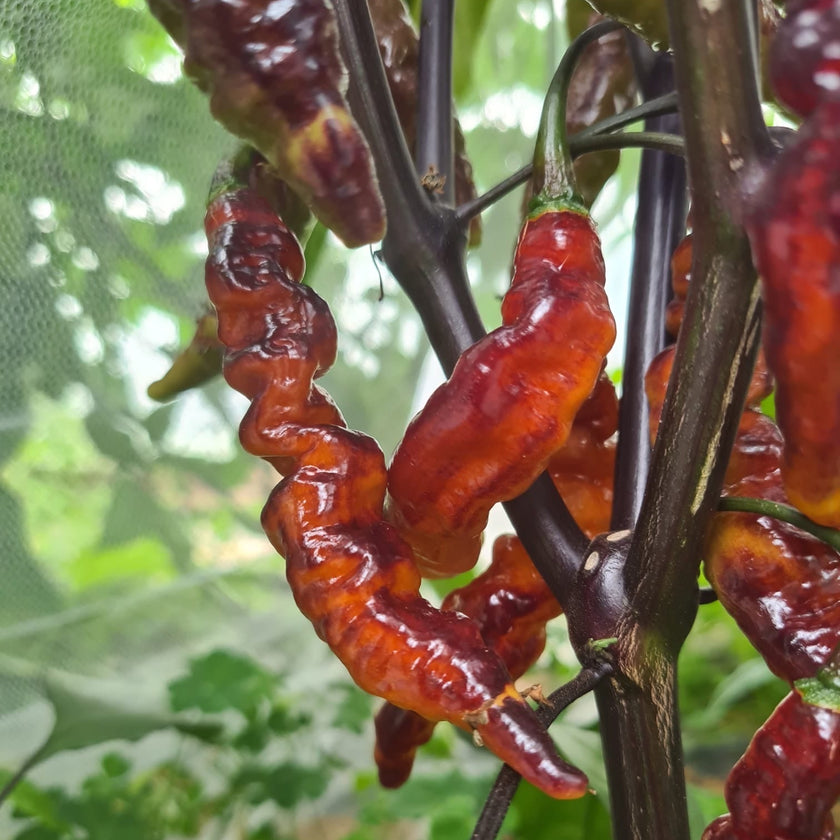 Murupi Purple Plant