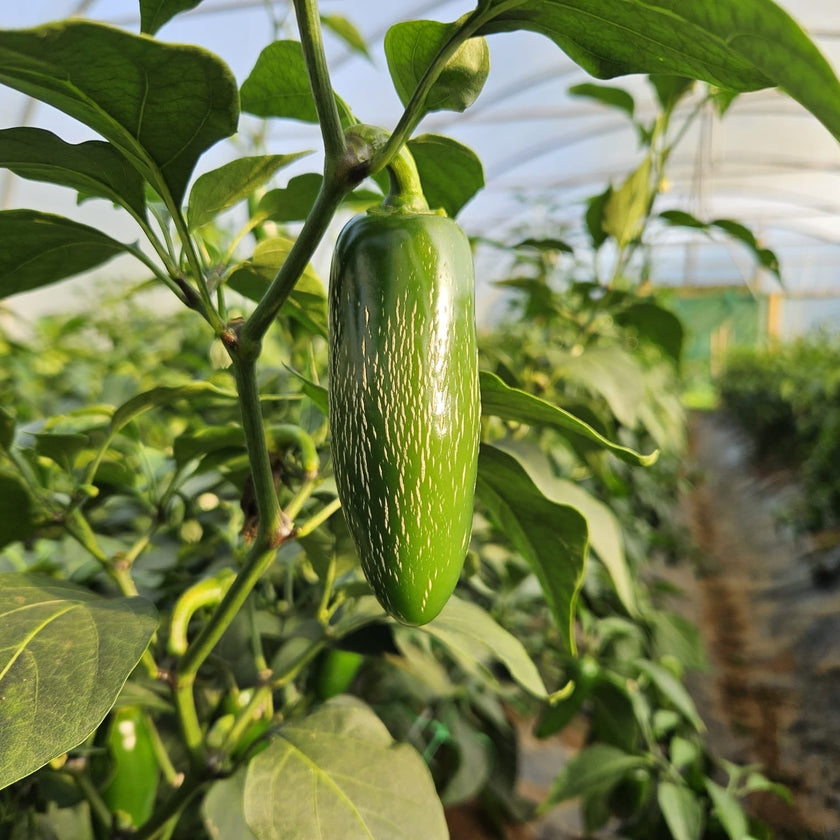 Fresh Jalapeño Chillies