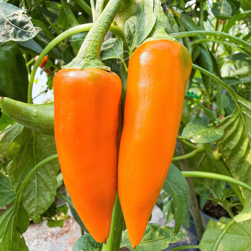 Bulgarian Carrot Plant