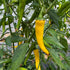 Fresh Golden Cayenne Chillies