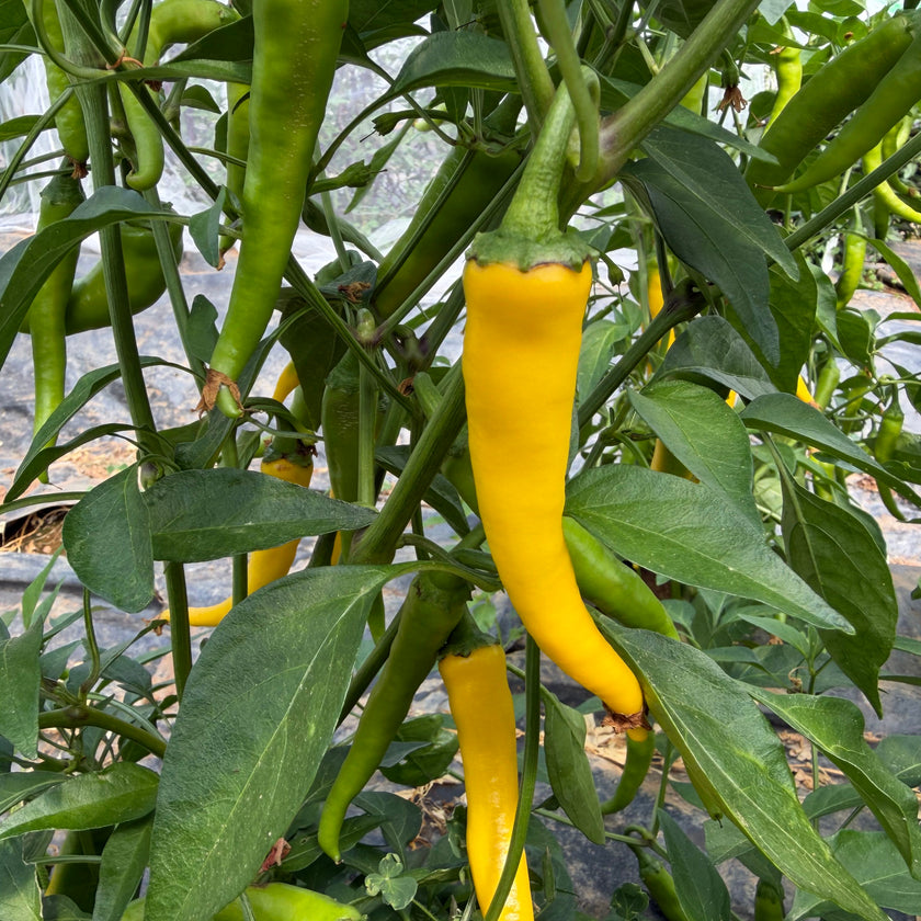 Fresh Golden Cayenne Chillies