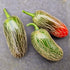 Jalapeño 1 Litre Pot Plant - Pre-Order Now!