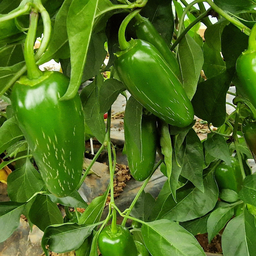 Jalapeño 1 Litre Pot Plant - Pre-Order Now!