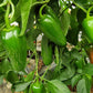 Jalapeno Trio - PRE ORDER FOR 2026