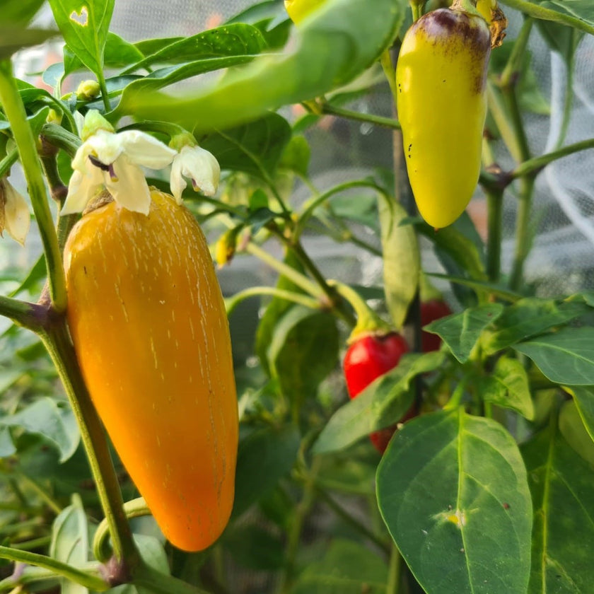 Jalapeño NuMex Pinata 1 Litre Pot Plant