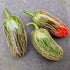 Jalapeño Chilli Seeds