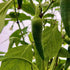 Jalapeño Ruben Plant