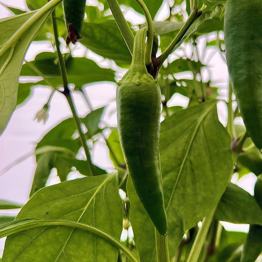 Set of 3 Jalapeno Ruben Seedlings - Pre-Order Now!
