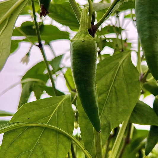 Jalapeno Ruben Chilli Seeds