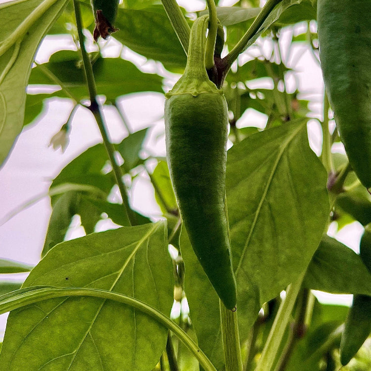 Jalapeño Ruben Chilli Seeds