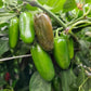 Jalapeno Trio - PRE ORDER FOR 2026