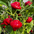 Jamaican Red Mushroom Chilli Seeds