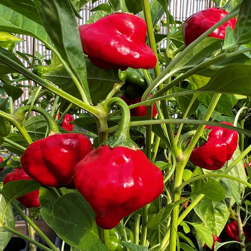 Jamaican Red Mushroom Chilli Seeds