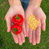 Jamaican Red Mushroom Chilli Seeds