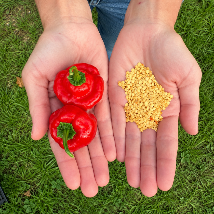 Jamaican Red Mushroom Chilli Seeds