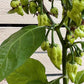 Jays Peach Ghost Scorpion 1 Litre Pot Plant