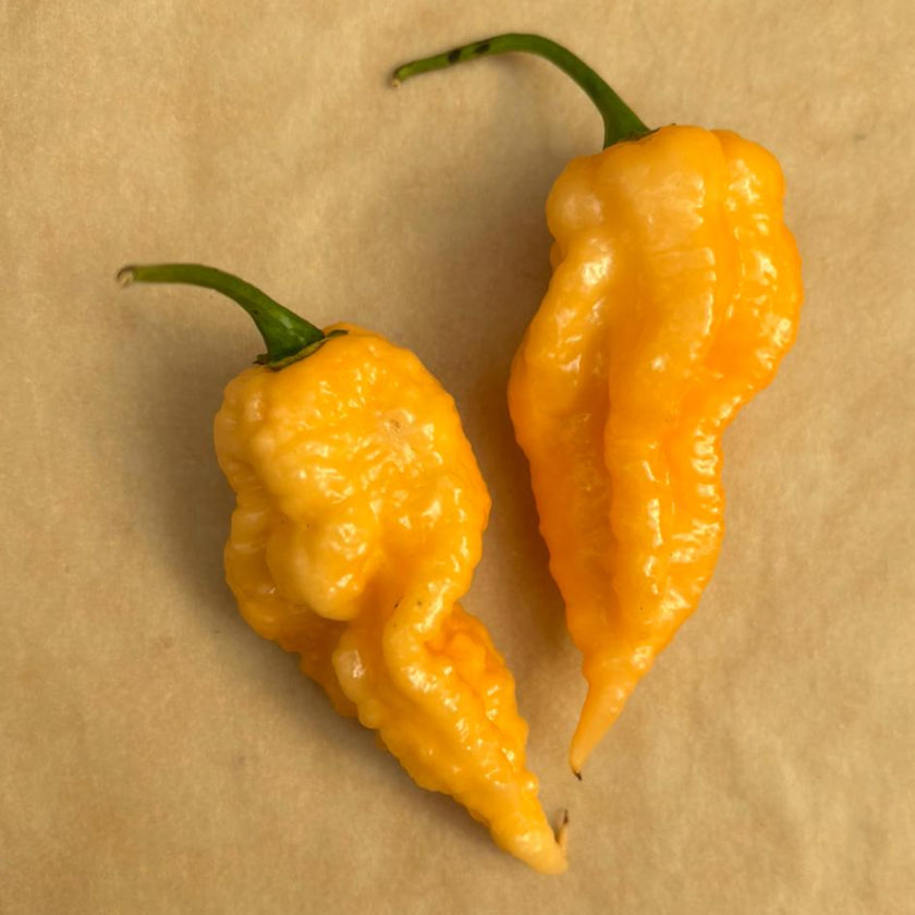 Jay's Peach Ghost Scorpion 1 Litre Pot Plant - Pre-Order Now!