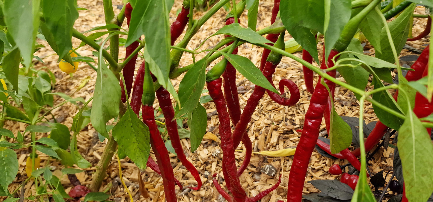 Joe's Long Chilli Seeds