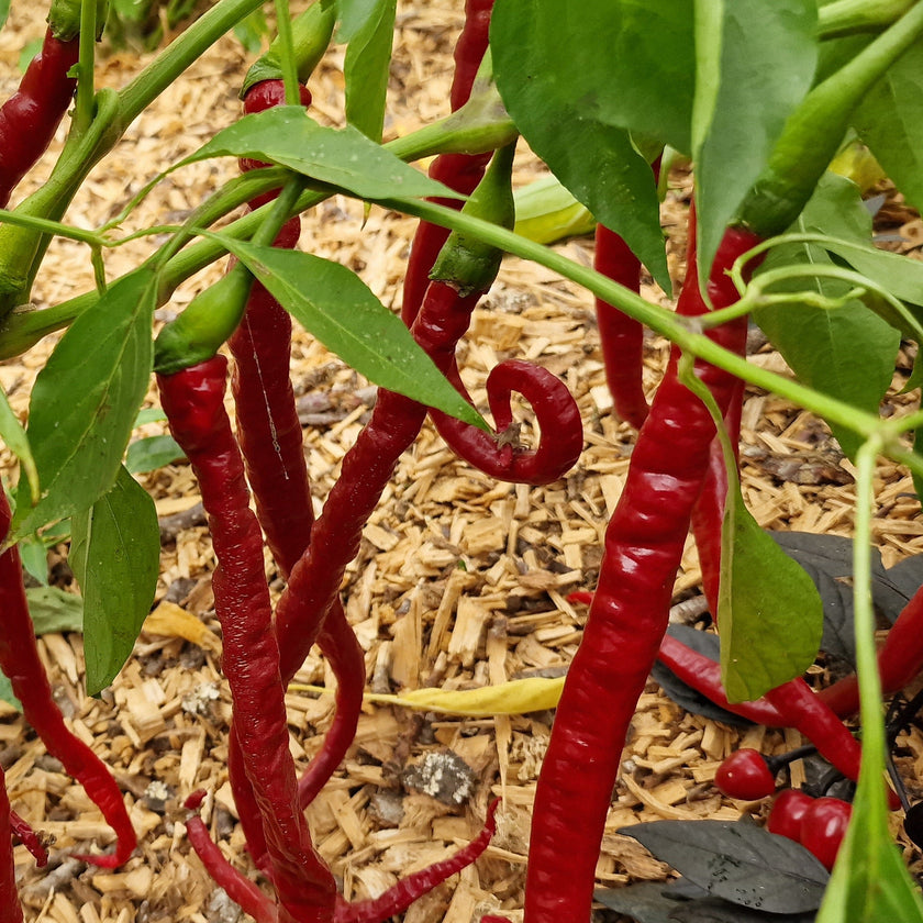 Joe's Long Chilli Seeds