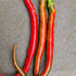 Joes Long 1 Litre Pot Plant - Pre Order Now!